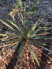 Yucca