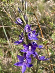 Thelymitra macrophylla