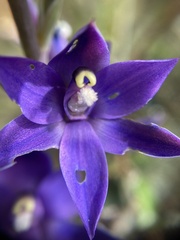 Thelymitra macrophylla