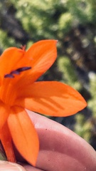 Watsonia fergusoniae
