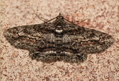 Cleora displicata