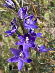 Thelymitra macrophylla