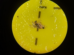 Elaphropeza ephippiata