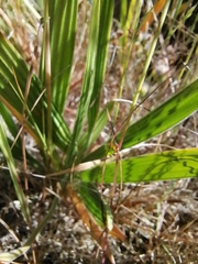 Babiana angustifolia