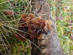Phaeotremella frondosa