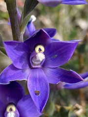 Thelymitra macrophylla