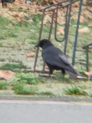 Corvus corone