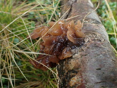 Phaeotremella frondosa