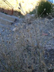 Centaurea parviflora