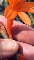 Watsonia fergusoniae