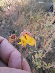 Hermannia multiflora