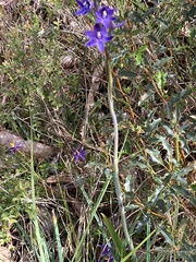 Thelymitra macrophylla