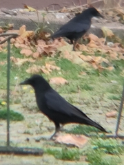 Corvus corone