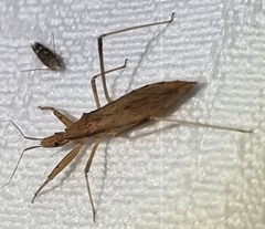 Sastrapada australica