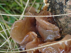 Phaeotremella frondosa