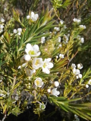 Diosma hirsuta