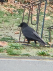 Corvus corone