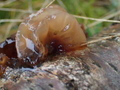 Phaeotremella frondosa