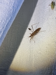 Sastrapada australica