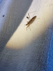 Sastrapada australica