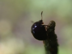 Agathidium