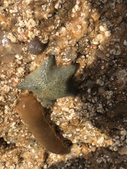 Asterina gibbosa