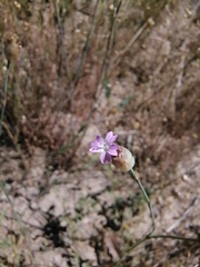 Petrorhagia nanteuilii