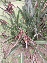 Strelitzia reginae