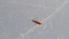 Curculionoidea