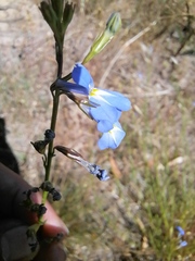 Lobelia comosa