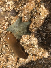 Asterina gibbosa