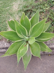 Agave attenuata