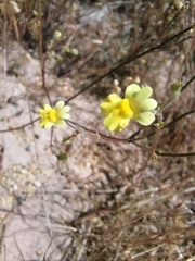 Nemesia affinis