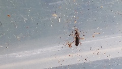 Curculionoidea