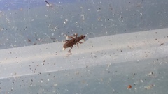Curculionoidea
