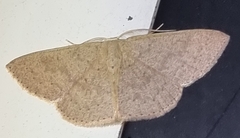 Cyclophora