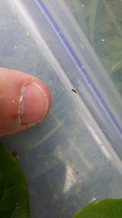 Curculionoidea
