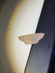 Cyclophora