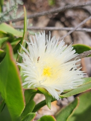 Skiatophytum