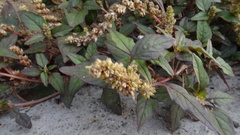Amaranthus deflexus