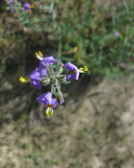 Chaenostoma caeruleum