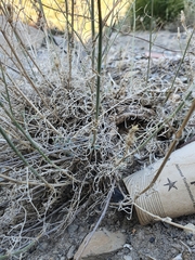 Centaurea parviflora