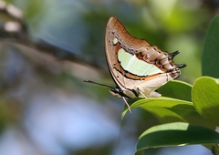 Polyura athamas