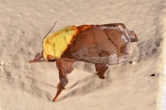Narosoideus