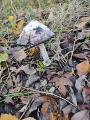 Coprinus comatus