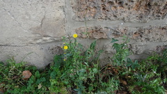 Sonchus oleraceus