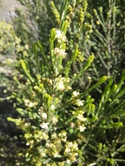 Passerina corymbosa