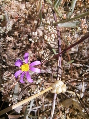 Senecio arenarius