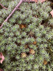 Polytrichum