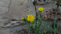 Sonchus oleraceus